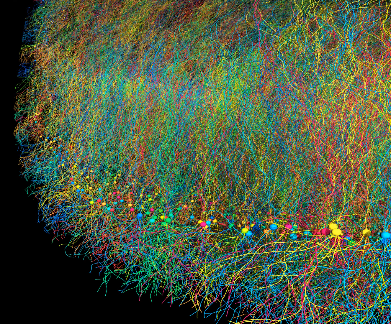 A simulation showing a layer of cortical neurons forming axons and dendrites